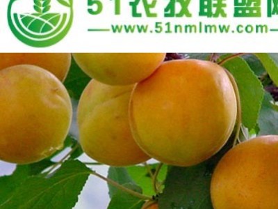 荷兰香蜜杏树苗图1