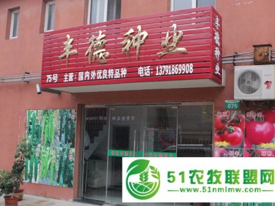 丰德种业供应**：西红柿种子，辣椒种子，黄瓜种子图1