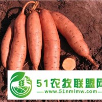 17年红薯苗价格优惠市场需求量大