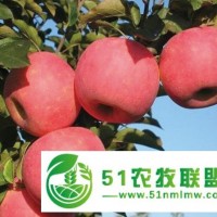 矮化红富士苹果苗栽培技术的要点