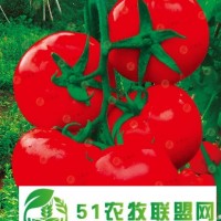 北京怀柔区进口番茄种子批发 米瑞柯番茄种子*批发基地