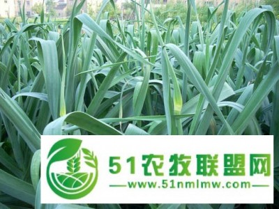 供应大蒜种子秋季预定价格农科院大蒜种子批发价格大蒜种子图1