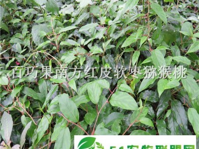 五彩花树南北适宜的绿化树五彩锦带图1