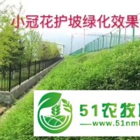 紫花槐种子现在种植