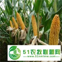 金谷103玉米种子高产价优 家家丰玉米种子