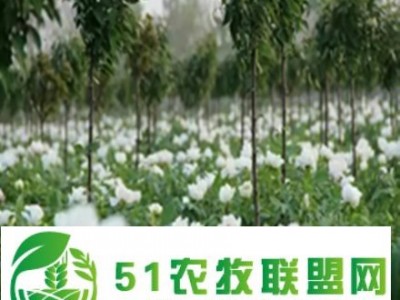 油用牡丹苗图1