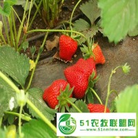 山东泰安常年出售 当年结果法兰地草莓苗 **草莓苗