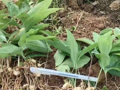 益阳黄精籽育苗种植技术 三年苗图1