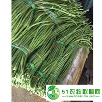 新翠龙B 翠绿豇豆种子长豇豆种子 豇豆基地种植