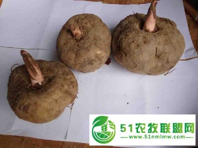 贵州能买到魔芋种子 贵州魔芋种子价格 贵州魔芋 贵州魔芋种植 魔芋在可以买到 魔芋可以买到图1