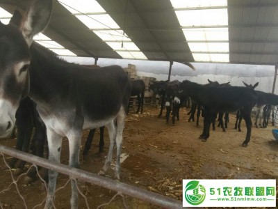 规模化养驴--驴圈建设山东顺牧养殖场图1