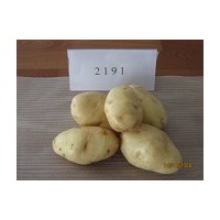 土豆种子供应价格批发