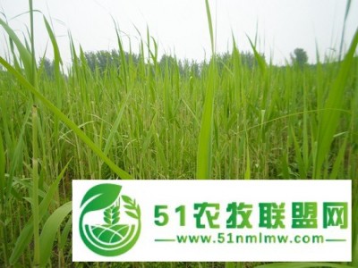 新疆芦苇苗批发种植基地,香蒲小苗供应,鈿地图1