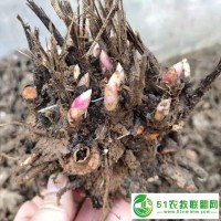 亳州白芍芽子批发白芍种苗产地价格怎么卖