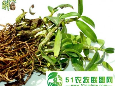 仙斛兰韵霍山铁皮石斛种苗图1