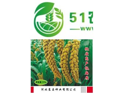 供应东昌一号**谷种图1