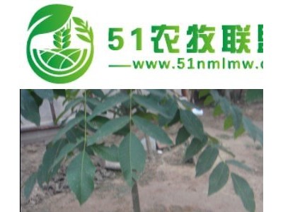 供应文玩核桃树苗 麻核桃树苗图1