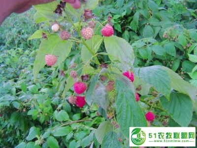 鑫达树莓苗双季秋福图1