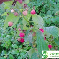 鑫达树莓苗双季秋福