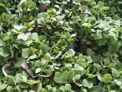 2018年较新马褂木芽苗供应信息图1
