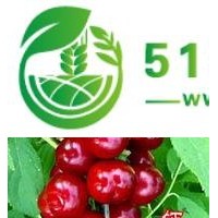 钙果苗价格一棵++钙果苗价格一棵++钙果苗图片