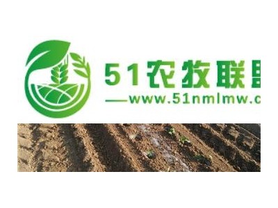移栽机|菊花*移栽机|株距均匀操作方便|田耐尔图1