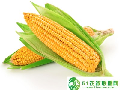 收购**玉米图1