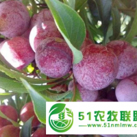 南昌新品种果树的种类 诚信服务 浙江品禧瑞农业供应