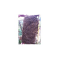 供应长沙浏阳大围山望城等蜜蜂 中蜂 种蜂 蜂群 蜂王 杂交中蜂等批发