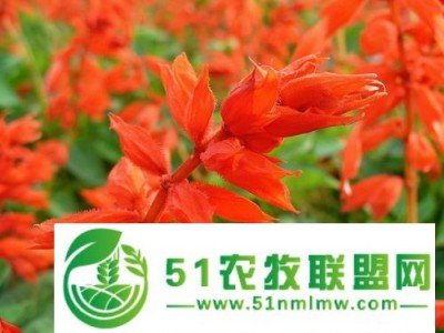 潍坊划算的一串红哪有卖，日照一串红图1