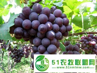 吉林省老宋葡萄苗果树苗苗木基地，出售**葡萄苗图1