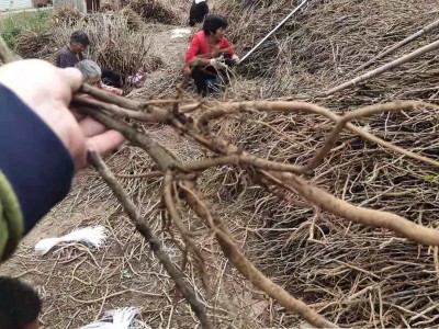 油牡丹种苗几月份种植图1