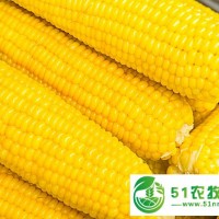 东北特产玉米供应批发