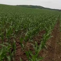 依兰绿色农家自产玉米种植 依兰农作物种植玉米批发