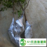 枣树苗批发价格 枣苗基地