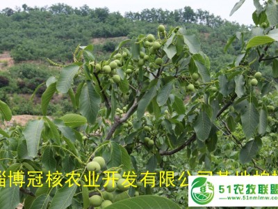 供应**核桃嫁接苗，核桃树栽植时间图1