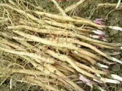 三年苗牡丹苗种植管理 丹凤苗 包回收图1