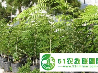 供应檀香苗与小叶紫檀苗广西园艺场图1