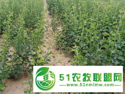 欢迎：出售1、2、3、4公分大金星山楂树苗产品详情产品详情图1