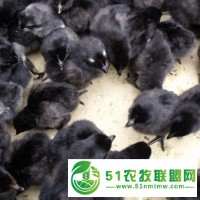 优源家禽常年供应纯种黑鸡苗，高产麻羽鸡苗，活体包运费到家