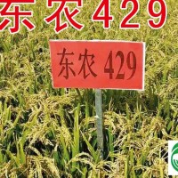 东农429水稻种子