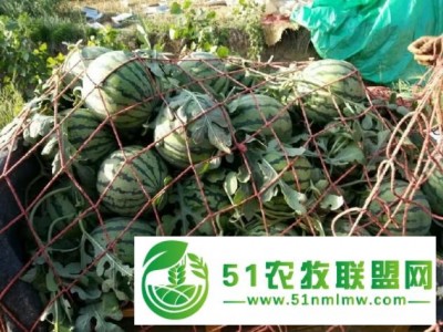 河南开封西瓜-开封西瓜-河南西瓜代办图1