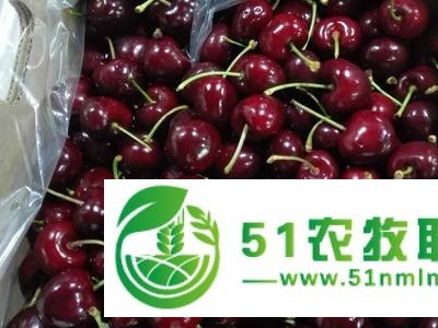 智利车厘子进口需要什么报关图1