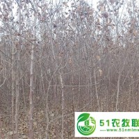 河北红富士苹果苗 高产品种