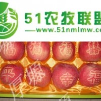 2016洛川红富士苹果成熟了