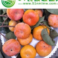 柿子树苗批发-柿子树苗新品种产量大-柿子树苗价格量大优惠