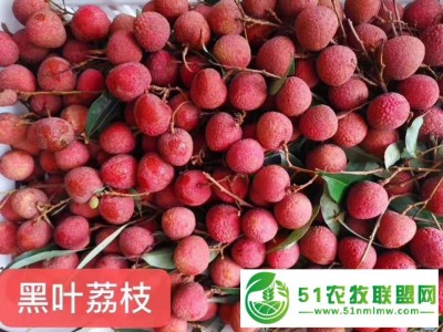 黑叶荔枝图1