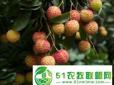 【产地直发特价包邮】桂味荔枝非白糖罂妃子笑荔枝肉厚质实，清甜多汁，批发零售一件代发客齐聚水果生鲜图1