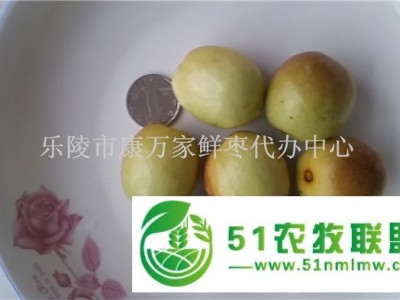 山东冬枣*代办图1