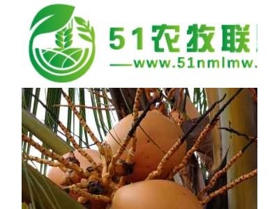 海南特产贵妃金椰价格图1